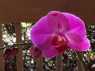 Orchid blossom