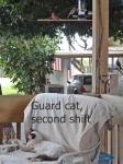 Guard Cat, second shift