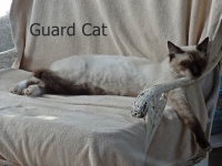Guard Cat