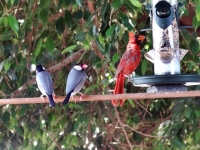 Cardinal and Javanese Finch