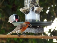 Birds enjoying the feeder