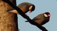 Javanese Finch on a Wire