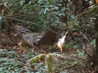 A Deer in the woods