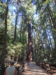 Redwood Grove Loop