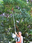 Pole picking with extension