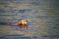 Dog retreiving a ball