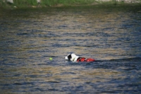 Dog chasing a ball