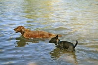 Lyra and friend in water