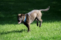 Lyra Dog