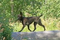 Lyra on squirrel hunt
