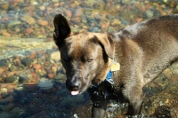 Lyra in the water
