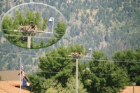 Osprey Nest