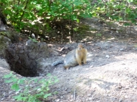 Ground Squirrel at entrance