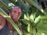 Neil Harvesting Bananas