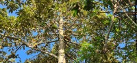 Durian Tree