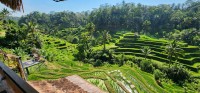 Ceking Rice Terrace