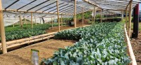 Plants in greenhouse