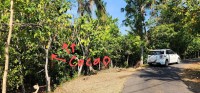 Cocao Trees