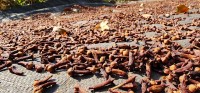 Cloves Drying