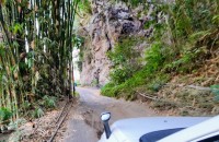 Cliff and Bamboo Forest