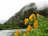 Flowers on Skagit River