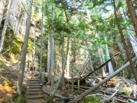 Nan hiking among fallen trees