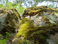 Moss Wall