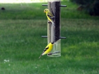 Golden Finches feeding on thistle seed