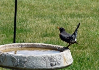 Robin at bird bath in Dad\'s yard