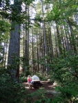 Redwood Campsite