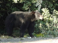 Bear searching for dinner