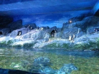 Jackass Penguins