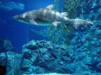 Sand Shark