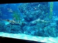 Shark and Rays