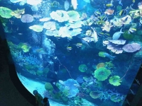 Diver in Tropical Ocean