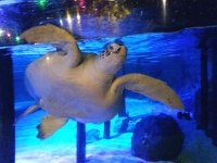 Green Sea Turtle