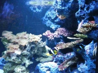 Clownfish