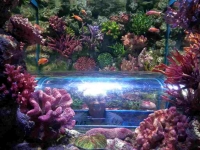 Coral Reef
