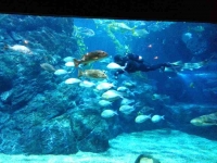 Diver in large tank with fish