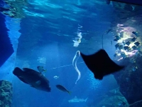 Eel and ray