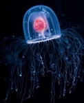 immortal_jellyfish_2