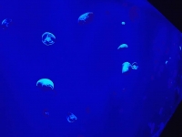 Sea Jellies