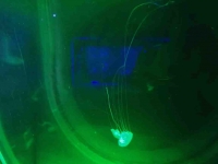 Jellyfish