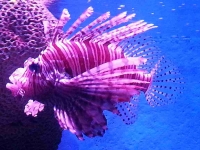 Lionfish