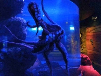 Giant Pacific Octopus in motion