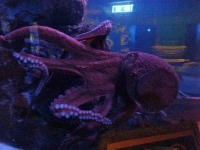 Giant Pacific Octopus