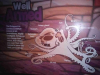 Octopus signage