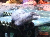 Asian small clawed otter