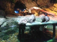 Small Clawed Otters