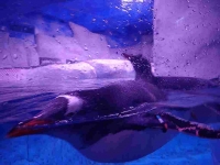 Gentoo Penguin taking a swim